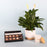 Blissful Aroma Hamper
