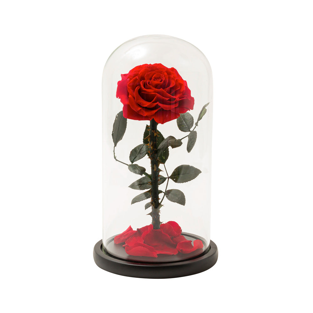 Eternal Red Rose in a Glass Dome | Large Rose