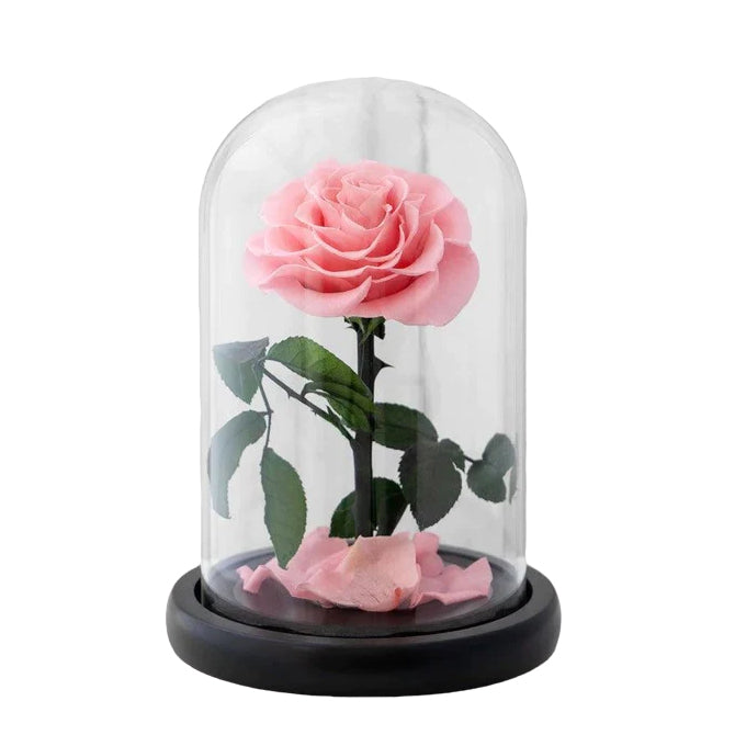 Eternal Pink Rose in a Glass Dome | Small Rose
