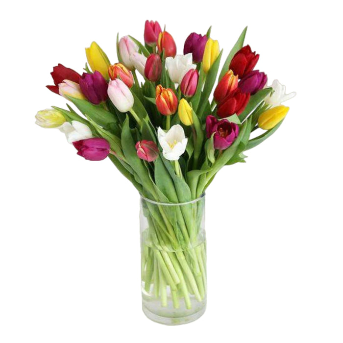 3 Dozen Tulips