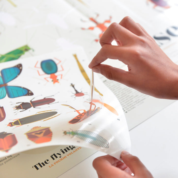 Sticker Poster Discovery - Insects